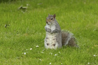 Grey squirrel (Sciurus carolinensis) adult animal on grass, England, United Kingdom