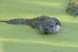 European otter (Lutra lutra) adult animal in water of a lake, England, United Kingdom