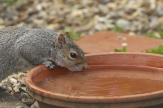Grey squirrel (Sciurus carolinensis) adult animal drinking water from a garden plant pot saucer,