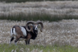 Mouflon ram (Ovis gmelini) on a moorland meadow, Germany
