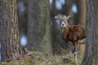 A female mouflon (Ovis gmelini) stands motionless in a pine forest and watches the photographer,