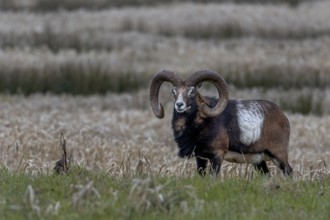 Mouflon ram (Ovis gmelini) with pronounced saddle patch, Germany