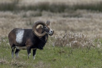 One often has the impression that every movement is perceived by the mouflon ram (Ovis gmelini),