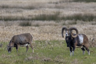 While the female is relaxing and grazing, the mouflon ram (Ovis gmelini) is attentively observing