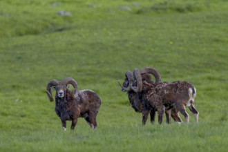 Mouflon rams (Ovis gmelini) are very playful animals, when they are undisturbed, their pronounced