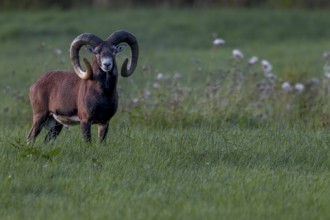 A powerful mouflon ram (Ovis gmelini) at dusk, Germany