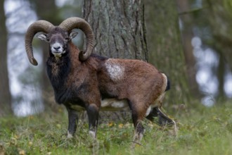 Encounter with a mouflon ram (Ovis gmelini) in October, Germany