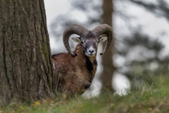 A young mouflon ram (Ovis gmelini) looks motionless from behind the trunk of a pine tree, Germany