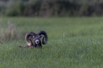 Encounter with a mouflon ram (Ovis gmelini) resting in a meadow in the late evening, Germany