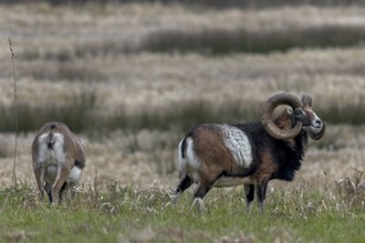 The mouflon ram (Ovis gmelini) looks attentively towards the edge of the forest, while the female