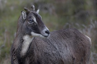 Portrait of a horned female mouflon (Ovis gmelini), Germany