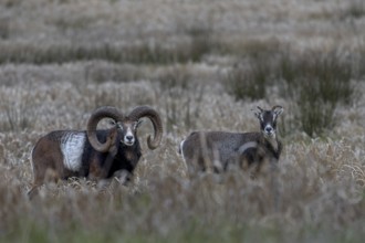The moorland meadow apparently provides good food for mouflon rams (Ovis gmelini) and females,