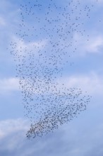 The flight formation of the flock of starlings (Sturnus vulgaris) resembles an elephant's foot,