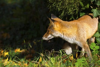 Red fox (Vulpes vulpes) standing peacefully and relaxed in the sun under a juniper and ivy between