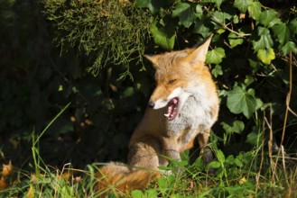 Red fox (Vulpes vulpes) sitting peacefully in the sun under a juniper and ivy between grass and