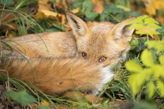 Red fox (Vulpes vulpes) lies curled up in the sun between grass and leaves and autumn foliage and