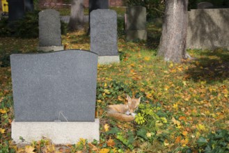 Red fox (Vulpes vulpes) lying peacefully curled up in the sun, grass and autumn leaves, sleeping,