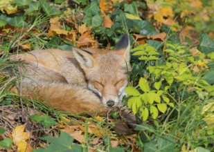 Red fox (Vulpes vulpes) lies peacefully curled up in the sun between grass and leaves and seems to