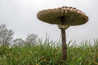 Mushroom, giant umbrella mushroom, parasol (Macrolepiota procera), frog perspective, standing in