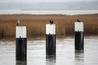 Bodden landscape at Meinigenbrücke near Zingst, grey heron (Ardea cinerea) and cormorant