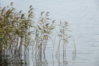 Reed (Phragmites australis) in the Bodden landscape at Meinigenbrücke near Zingst,