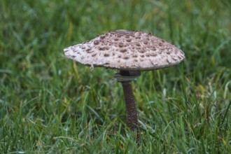 Mushroom, giant parasol (Macrolepiota procera), standing in the grass, Mecklenburg-Vorpommern,
