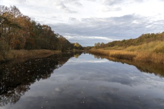 Autumn forest and reeds, autumn-colored trees, reflected in the water, near Prerow,