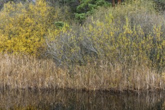 Autumn forest, autumn-colored trees, water of a small lake in front, near Prerow,