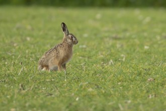 European brown hare (Lepus europaeus) adult animal in a farmland cereal field in springtime,