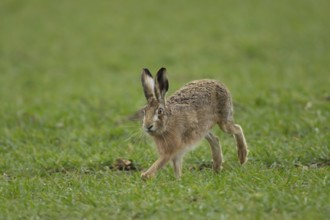 European brown hare (Lepus europaeus) adult animal running in a farmland cereal field in