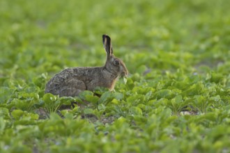 European brown hare (Lepus europaeus) adult animal eating in a sugar beet crop farmland field in