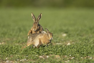 European brown hare (Lepus europaeus) two adult animals running in a farmland cereal field in