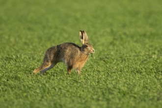 European brown hare (Lepus europaeus) adult animal eating in a farmland cereal field in springtime,