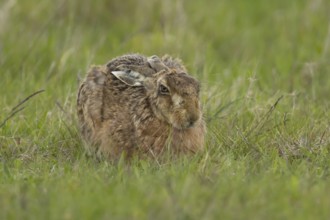 European brown hare (Lepus europaeus) adult animal resting in a farmland grass field in springtime