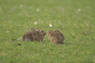 European brown hare (Lepus europaeus) two adult animals in a farmland cereal field in springtime,