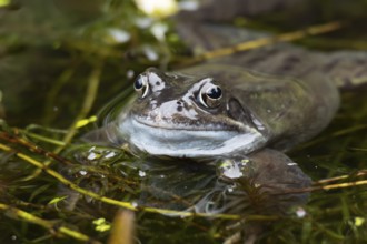 Common frog (Rana temporaria) adult amphibian on the water surface of a pond, England, United