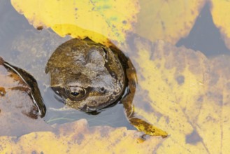 Common frog (Rana temporaria) adult amphibian on the water surface of a pond with fallen autumn