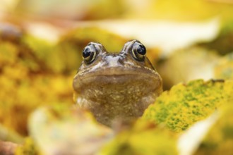 Common frog (Rana temporaria) adult amphibian amongst fallen autumn leaves, England, United Kingdom