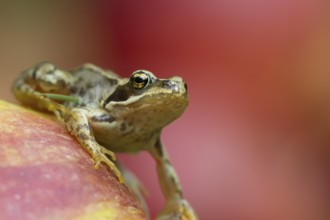 Common frog (Rana temporaria) adult amphibian on a fallen red apple in a garden in summer, England,