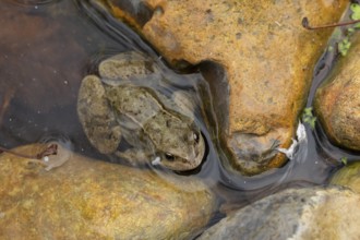 Common frog (Rana temporaria) adult amphibian in shallow water of a garden pond, England, United