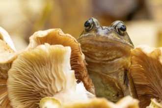 Common frog (Rana temporaria) adult amphibian on a fungi or mushroom in autumn, England, United