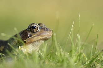 Common frog (Rana temporaria) adult amphibian on a garden grass lawn, England, United Kingdom