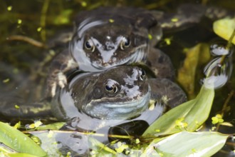 Common frog (Rana temporaria) two adults amphibian on the water surface of a garden pond in spring,