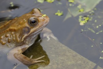 Common frog (Rana temporaria) adult amphibian on the water surface of a garden pond in spring,