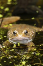 Common frog (Rana temporaria) adult amphibian on the water surface of a pond, England, United