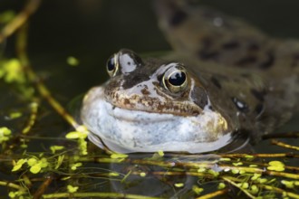 Common frog (Rana temporaria) adult amphibian on the water surface of a pond making a croaking