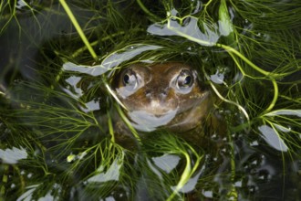 Common frog (Rana temporaria) adult amphibian on the water surface of a garden pond, England,