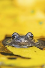 Common frog (Rana temporaria) adult amphibian on the water surface of a pond with fallen autumn