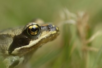 Common frog (Rana temporaria) adult amphibian head portrait, England, United Kingdom