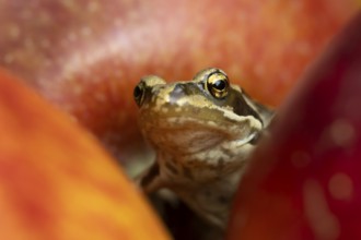 Common frog (Rana temporaria) adult amphibian amongst fallen red apples in a garden in summer,